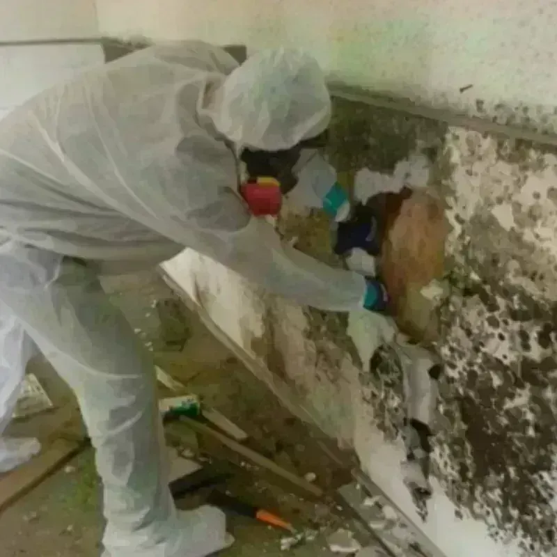 Mold Remediation and Removal in Taunton, MA